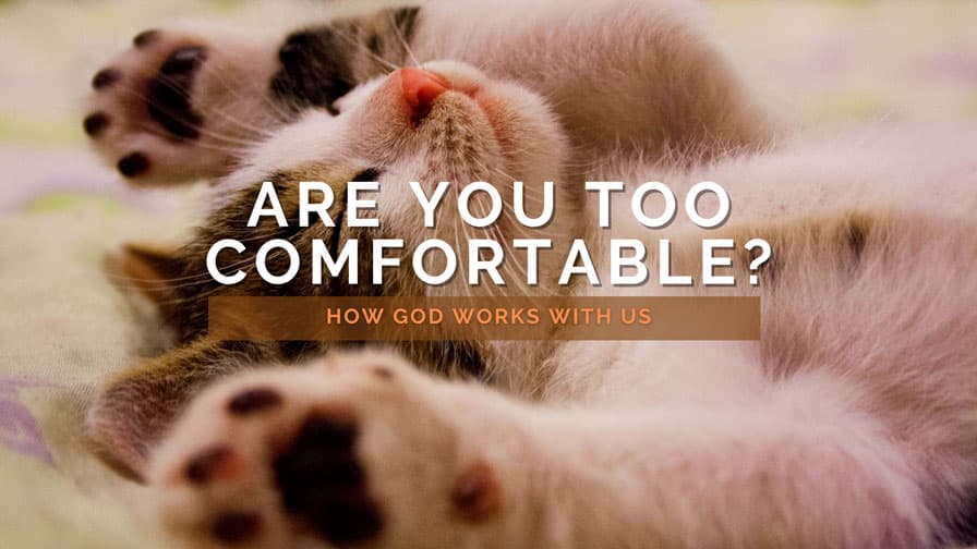 Rod of Moses: How Comfortable are You?