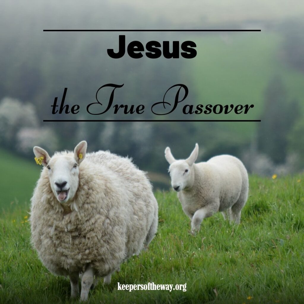 Sheep with words Jesus the True Passover
